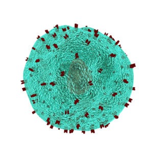 клетка иммунитета т-хелпер