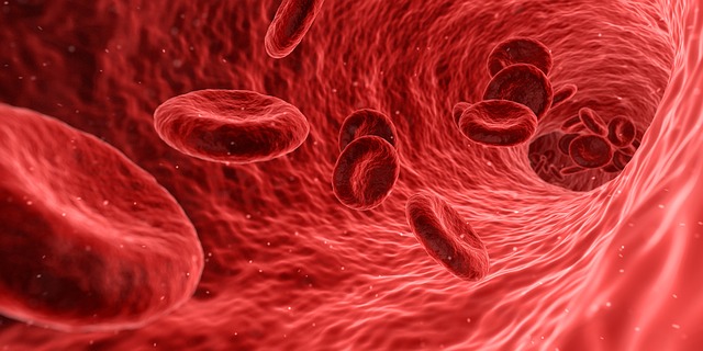 кровь под микроскопом состав фото